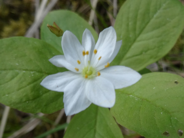 9 вместо 7 лепестков - 9 vs 7 petalled