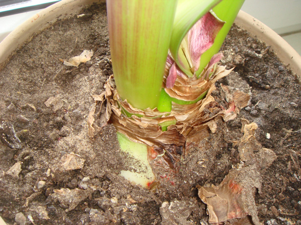 Гиппеаструм красный - Hippeastrum