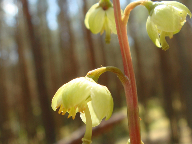 Грушанка зелёноцветковая - Pyrola chlorantha