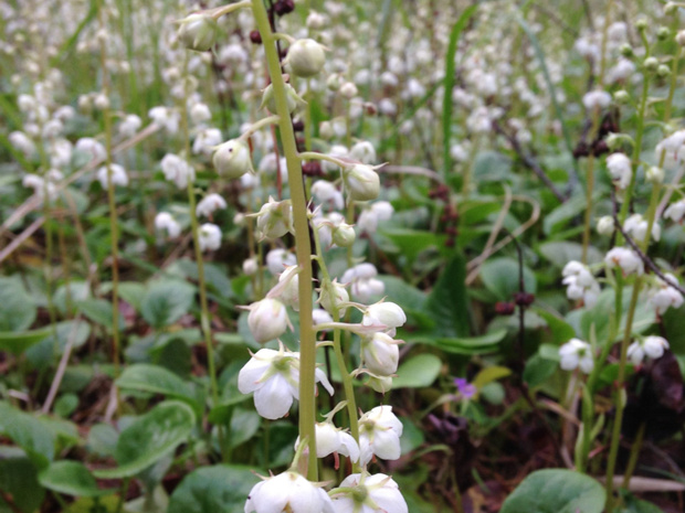 Грушанка круглолистная - Pyrola rotundifolia