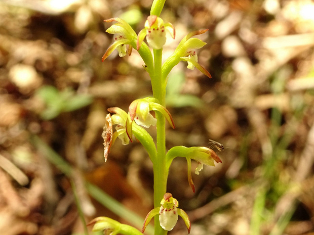 Ладьян трёхнадрезный - Corallorhiza trifida