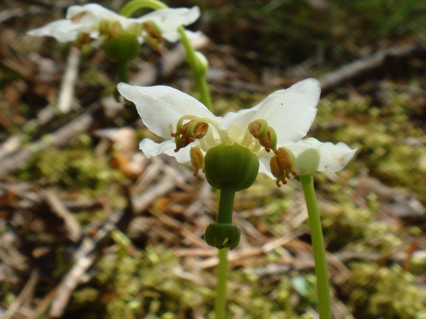 Одноцветка крупноцветковая - Moneses uniflora