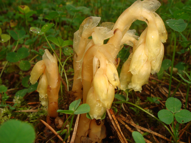 Подъельник, Вертляница обыкновенный - Monotropa hypopitys