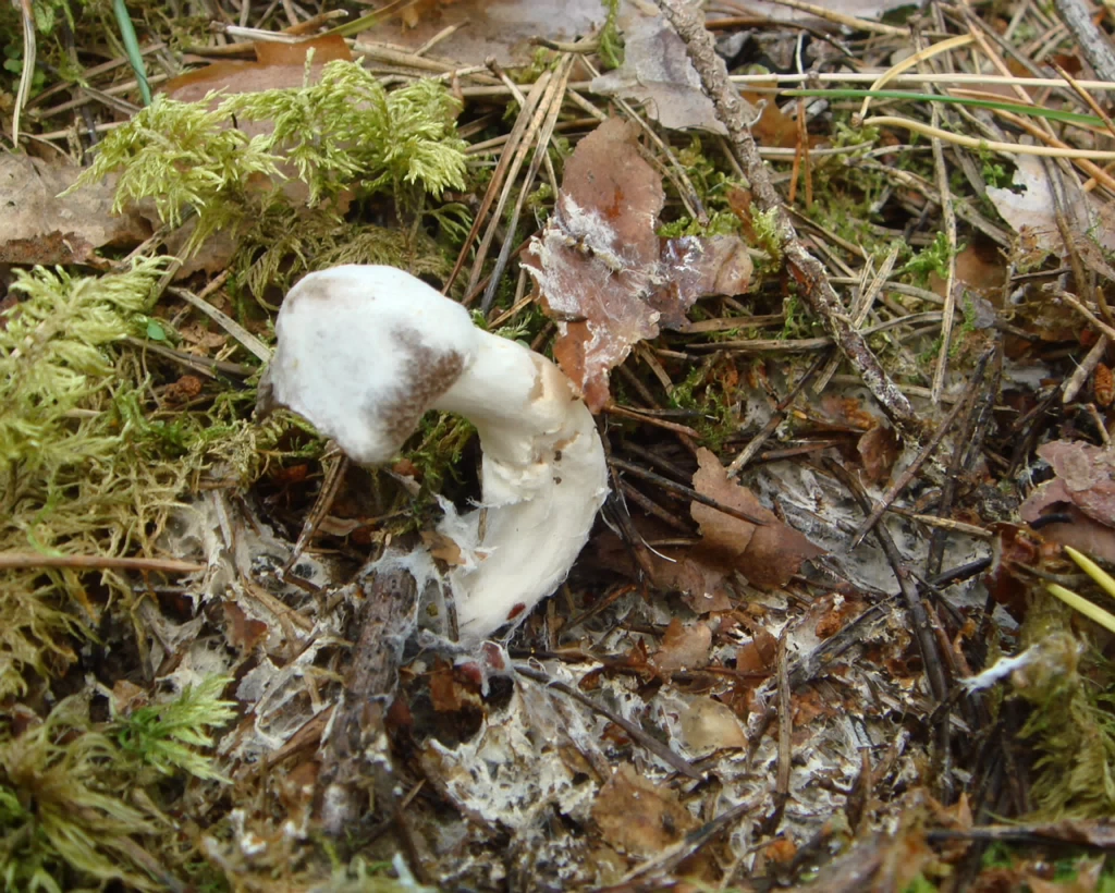 fungi-0000535