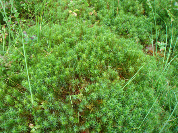 Кукушкин лён обыкновенный - Polytrichum commune