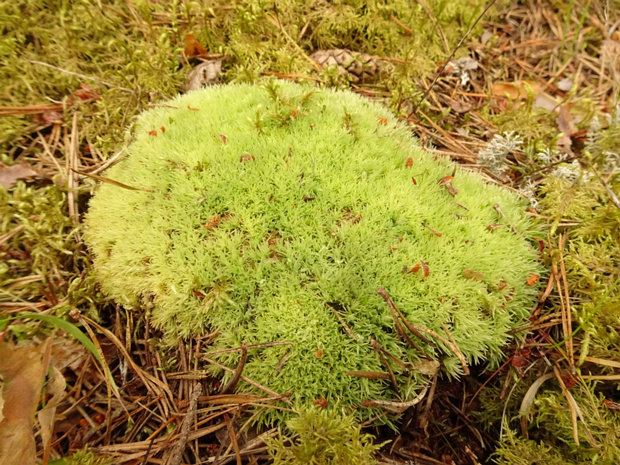 Леукобриум сизый - Leucobryum glaucum