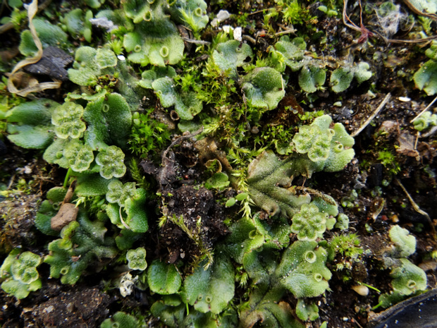 Маршанция многообразная - Marchantia polymorpha