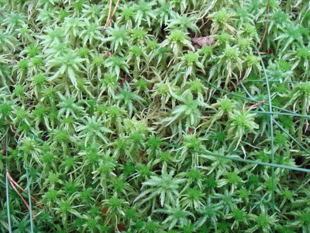 Сфагнум 1 - Sphagnum sp