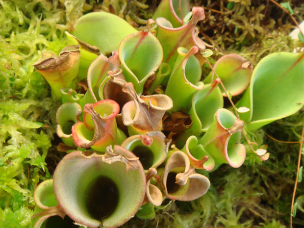 Болотоамфора кивающая - Heliamphora nutans