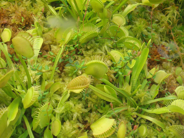 Венерина мухоловка - Dionaea muscipula