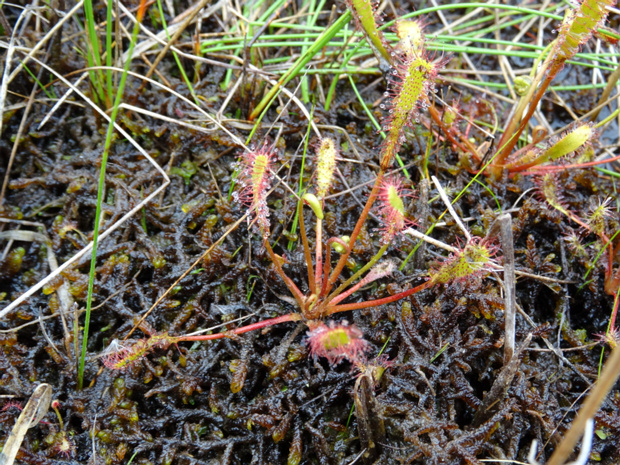 Росянка английская - Drosera anglica