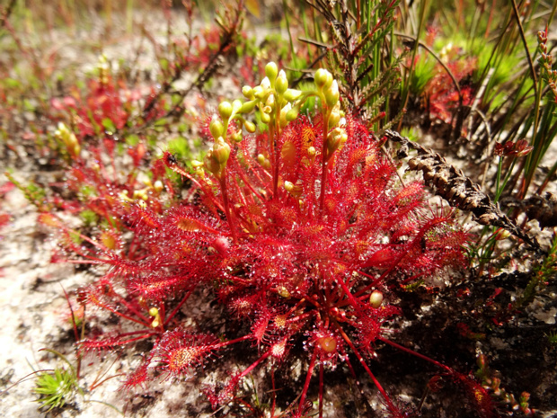 Росянка промежуточная - Drosera intermedia