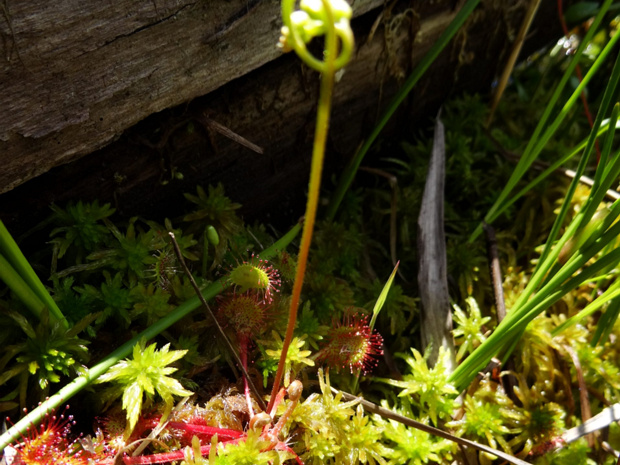 Росянка x обратнояйцевидная - Drosera x obovata