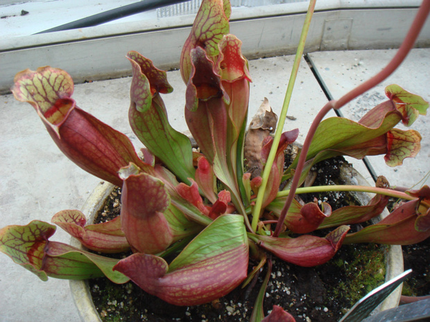 Саррацения пурпурная - Sarracenia purpurea minor