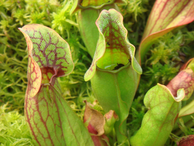 Саррацения 1 - Sarracenia sp