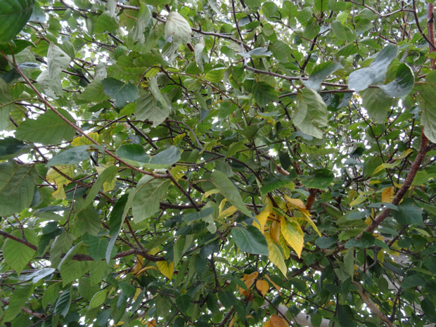 Берёза Жакмона, гималайская - Betula utilis var. jacquemontii