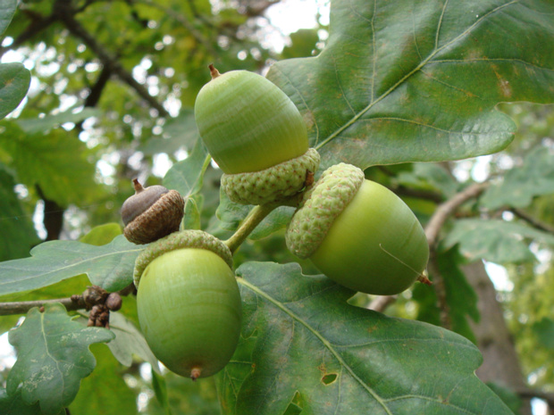 Дуб обыкновенный - Quercus robur