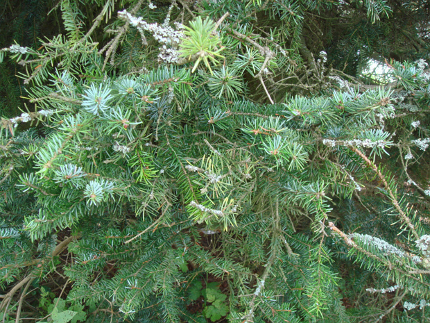 Ель сербская x Ель голубая - Picea omorika x Picea pungens