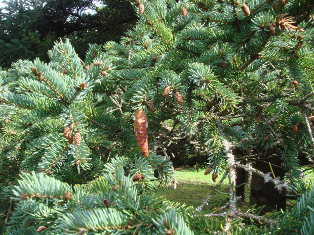 Ель сизая - Picea glauca