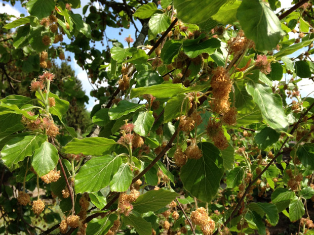 Бук лесной - Fagus sylvatica