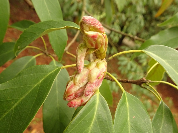 Дуб сизый - Quercus glauca