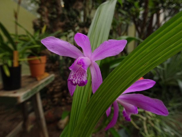 Блетилла полосатая - Bletilla striata