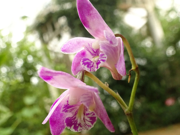 Дендробиум Кинга - Dendrobium kingianum