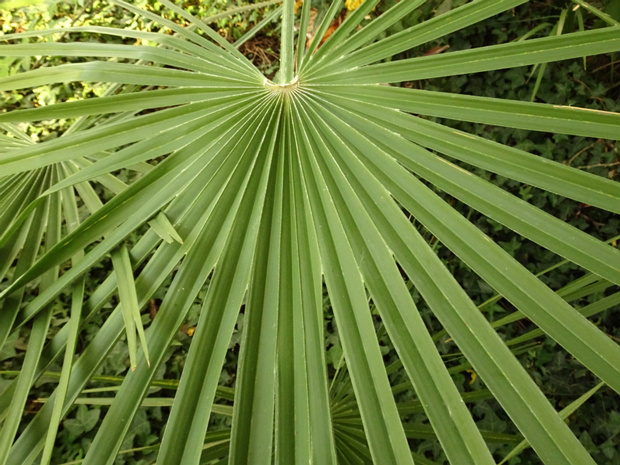 Хамеропс приземистый - Chamaerops humilis