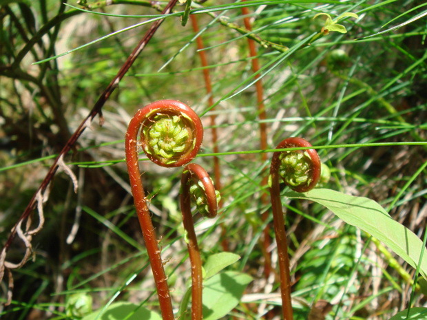 Дербянка колосистая - Blechnum spicant