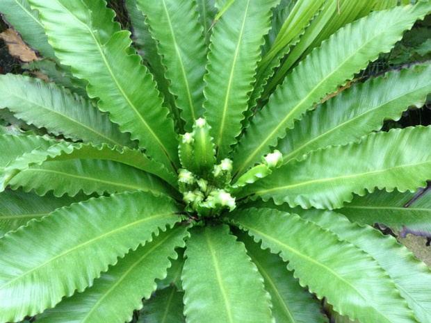 Костенец античный - Asplenium antiquum