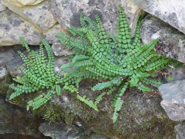 Костенец волосовидный - Asplenium trichomanes