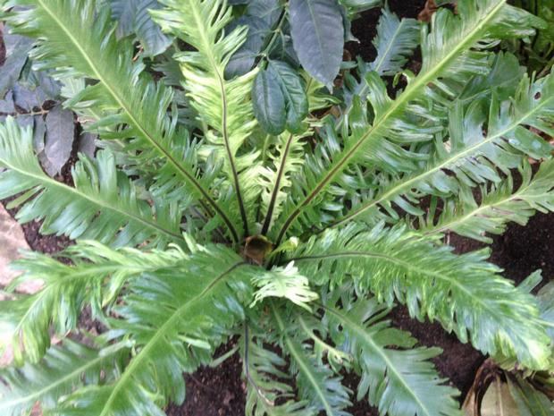 Костенец гнездовой 'Бахромчатый' - Asplenium nidus 'Fimbriatum'