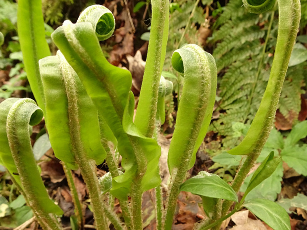 Костенец сколопендровый, листовик обыкновенный - Asplenium scolopendrium