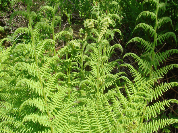 Кочедыжник женский - Athyrium filix-femina