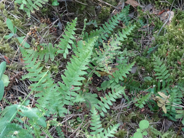 Многоножка обыкновенная, Сладкий папоротник - Polypodium vulgare