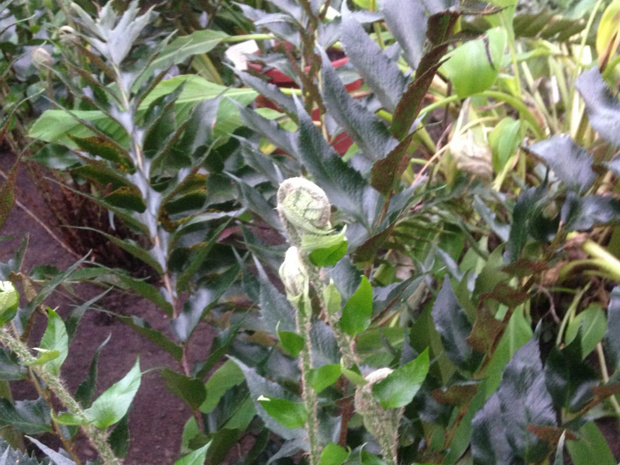 Многорядник серповидный - Polystichum falcatum