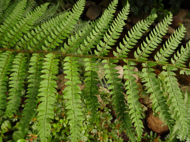 Многорядник щетинконосный - Polystichum setiferum