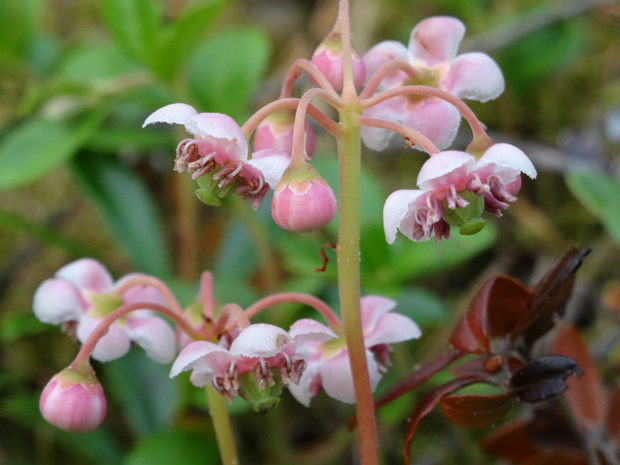 Зимолюбка зонтичная - Chimaphila umbellata