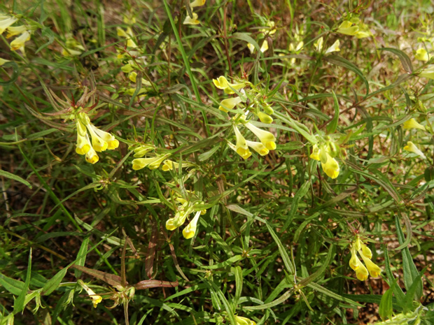 Марьянник луговой - Melampyrum pratense