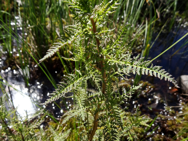 Мытник болотный - Pedicularis palustris