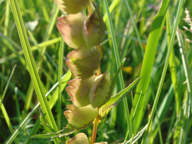 Погремок узколистный - Rhinanthus angustifolius