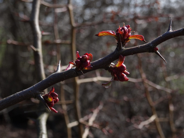 Айвочка прекрасная - Chaenomeles speciosa