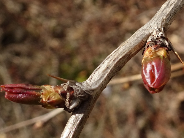 Барбарис Бергмана - Berberis bergmanniae