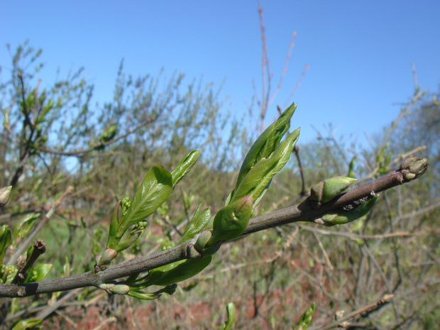 Бересклет европейский - Euonymus europaea