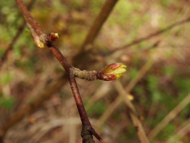 Берёза пушистая, опушённая - Betula pubescens