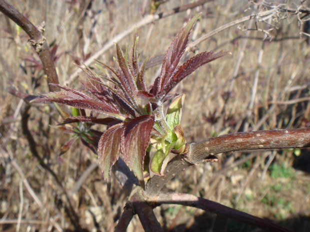 Бузина обыкновенная - Sambucus racemosa