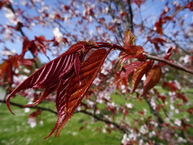 Вишня Саржента - Prunus sargentii