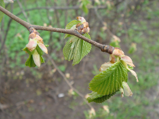 Вяз гладкий - Ulmus laevis