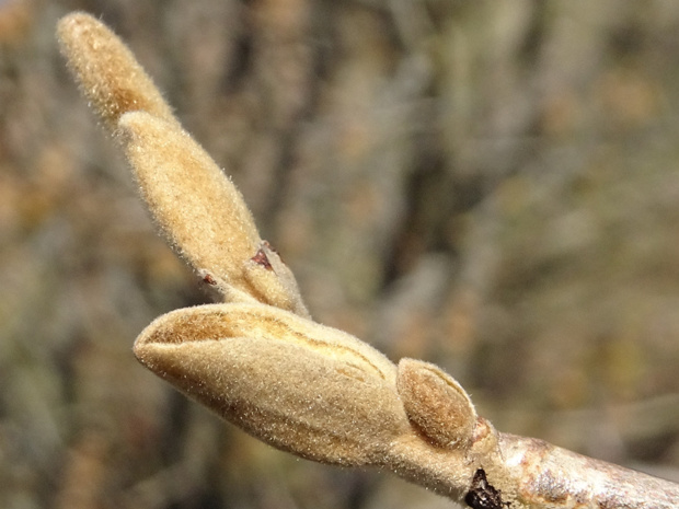 Гамамелис японский 'Цуккариниана' - Hamamelis japonica 'Zuccariniana'