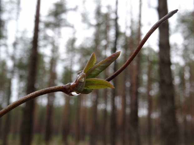 Жимолость козья - Lonicera caprifolium